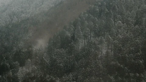 Winter snow at forest Stock Footage 88198916