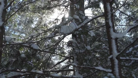Winter Snow in the forest Stock Footage 149894226