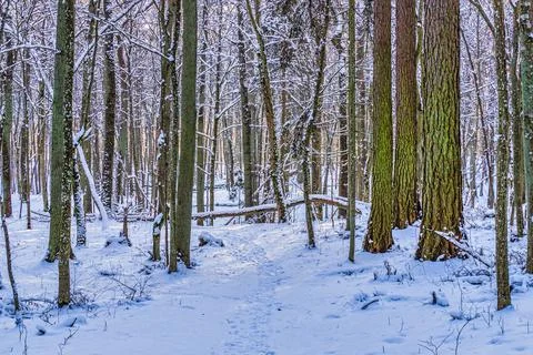 Winter Snow Forest Path Scene Stock Photos