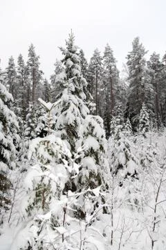 Winter snow forest Stock Photos