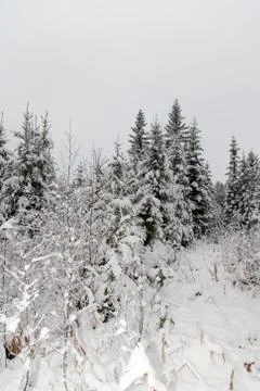 Winter snow forest Stock Photos