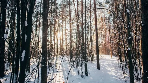Winter snow forest with red sunny lights in the trees Stock Footage 82882849