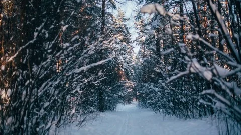 Winter snow forest with red sunny lights in the trees Stock-Footage 82882981