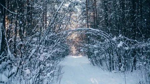 Winter snow forest with red sunny lights in the trees Vídeo Stock 82883133