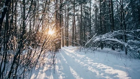 Winter snow forest with red sunny lights in the trees Video stock 82895459