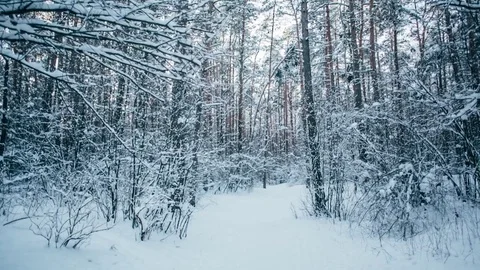 Winter snow forest with red sunny lights in the trees 動画素材 82895597