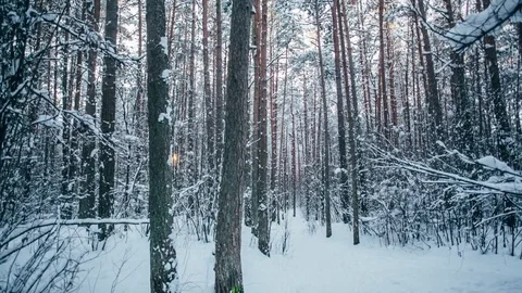 Winter snow forest with red sunny lights in the trees Stock Footage 82895815