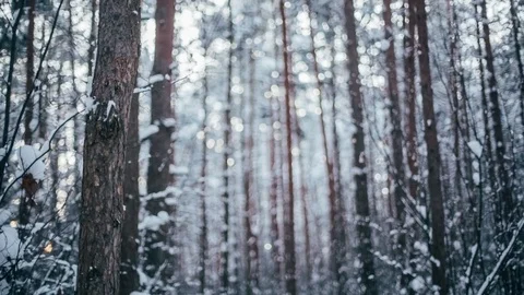 Winter snow forest with red sunny lights in the trees Stock-Footage 82896185
