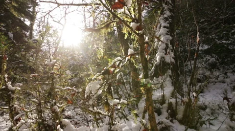 Winter Snow Forest With Sun Stock Footage 45032787