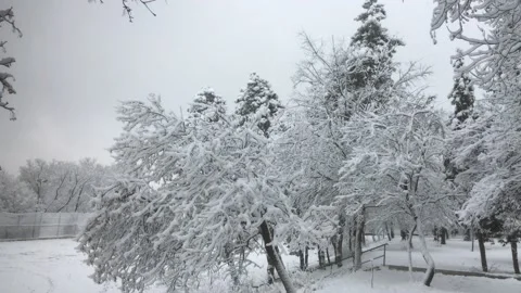 Winter snow forest tree 4k video Stock Footage 147919161