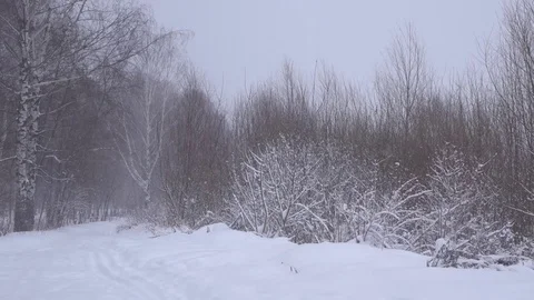 Winter Snow in the Forest: From Treetops to the Winter Road Stock Footage 102447430