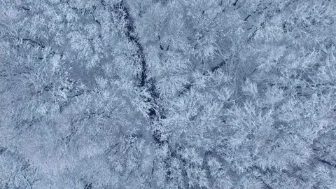 Winter snow forest video fly drone aerial view of frozen Russia Stock Footage 165700161