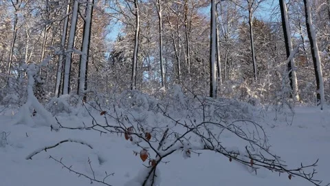 A winter snow forest video Stock Footage 255782155