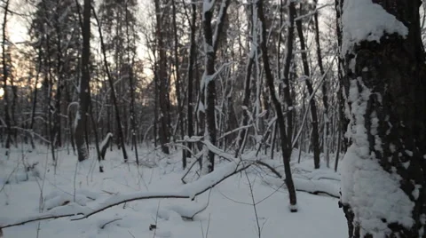 Winter Snow Forest, Walking In The Woods, Steadicam Shot Video stock 45422816