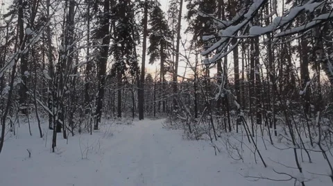 Winter Snow Forest, Walking In The Woods, Steadicam Shot Video stock 47364682