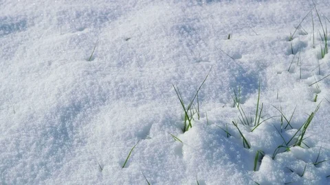 Winter snow on ground with spring grass sprouting up Stock Footage 84298113