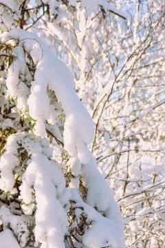 Winter, snow, hard light, forest, pine, road, life in the countryside Stock Photos