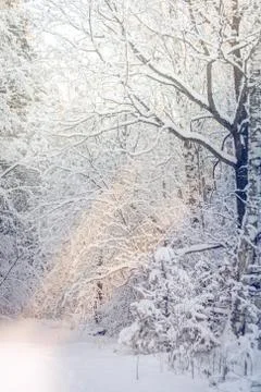Winter, snow, hard light, forest, road, life in the countryside Stock Photos