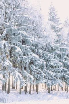 Winter, snow, hard light, forest, pine, road, life in the countryside Stock Photos