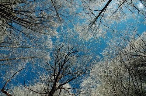Winter. Snow has fallen on the trees. Sky Blue Foto stock