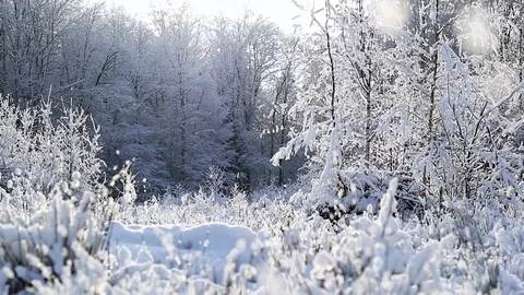 Winter Snow, Idyllic Landscape, Forest Winter Landscape And Sun Rays Stock Footage 100314599