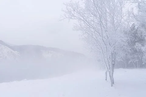 Winter snow landscape background - a tree by the forest in the fog on the Stock Photos
