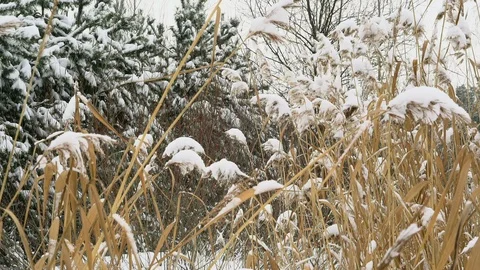 Winter snow landscape Stock Footage 123000156
