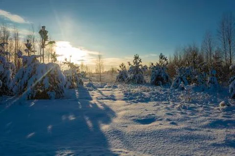 Winter snow landscape in the rays of the setting sun on December day. Stock Photos
