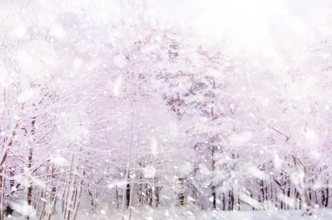 Winter snow magic forest background Foto stock