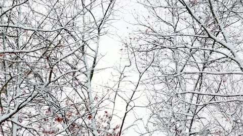 Winter Snow Oak Tree Branches Swaying in Breeze Minnesota Stock Footage 342144910