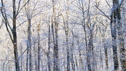 Winter snow oak tree forest in ice, Virginia Wintergreen ski resort Video stock 303582094