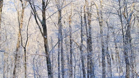 Winter snow oak tree forest in ice, Virginia Wintergreen ski resort Vídeo Stock 303582842