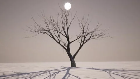Winter snow one tree sunrise fog Stock Footage 323060304