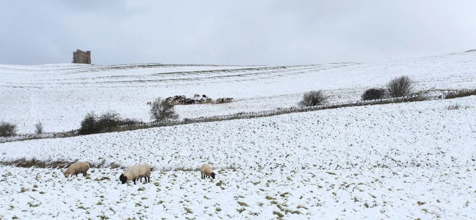 Winter snow Stock Photos