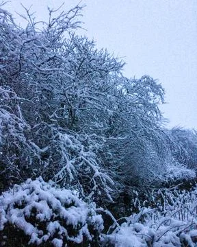 Winter Snow Stock Photos