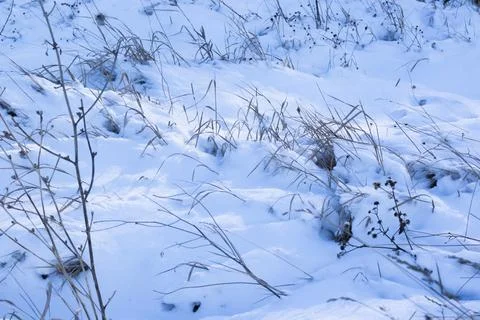 Winter snow Stock Photos