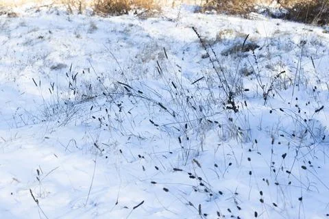 Winter snow Stock Photos