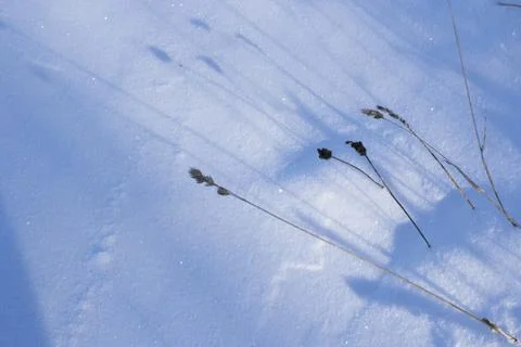 Winter snow Stock Photos