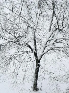 Winter snow Stock Photos