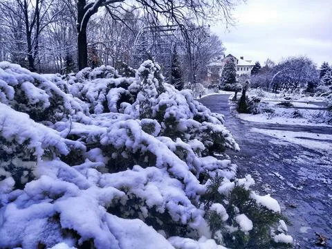 Winter snow. Stock Photos