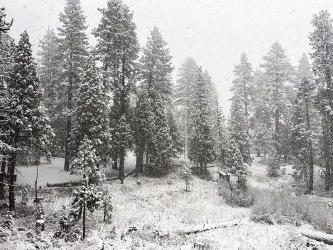 Winter Snow Stock Photos