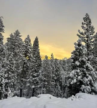 Winter Snow Stock Photos