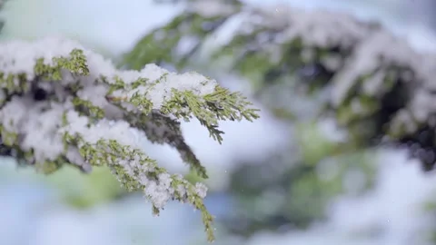 Winter Snow In Pine Forest 4K Scenic Landscape Stock Footage 341857080