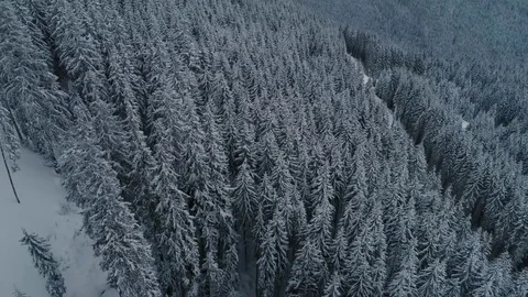 Winter snow pine forest drone flight in mountains 스톡 동영상 85394082