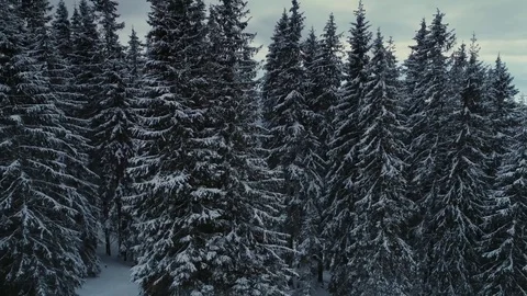 Winter snow pine forest drone flight in mountains Stock Footage 85394305