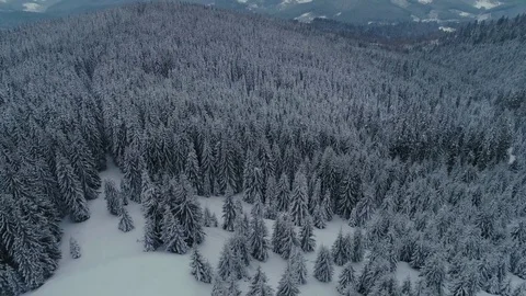 Winter snow pine forest drone flight in mountains Stock Footage 85395285