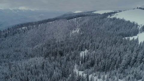 Winter snow pine forest drone flight in mountains 動画素材 85395839