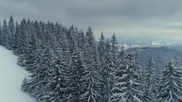 Winter snow pine forest drone flight in mountains Stock Footage 85539775