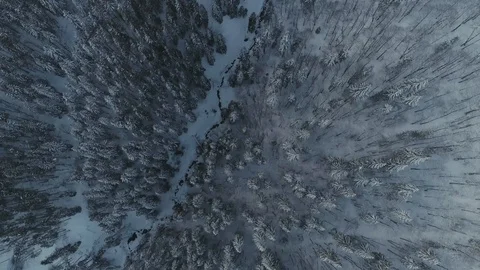 Winter snow pine forest drone flight in mountains Stock Footage