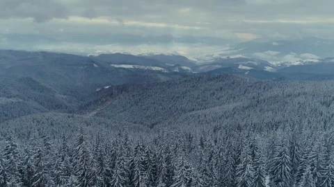 Winter snow pine forest drone flight in mountains Video stock 85542076